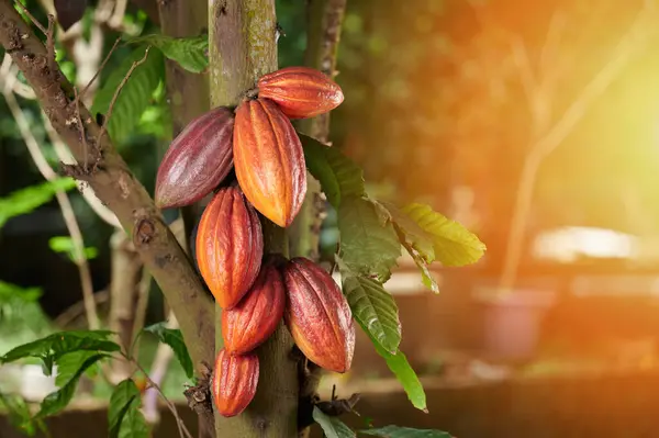cacao