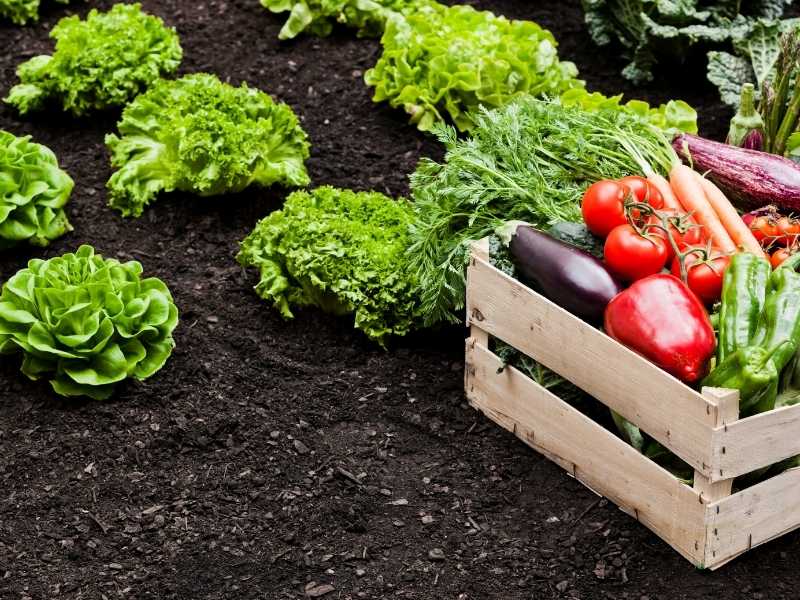 se observan verduras frescas que están a punto de ser empaquetadas y vendidas en Guatemala