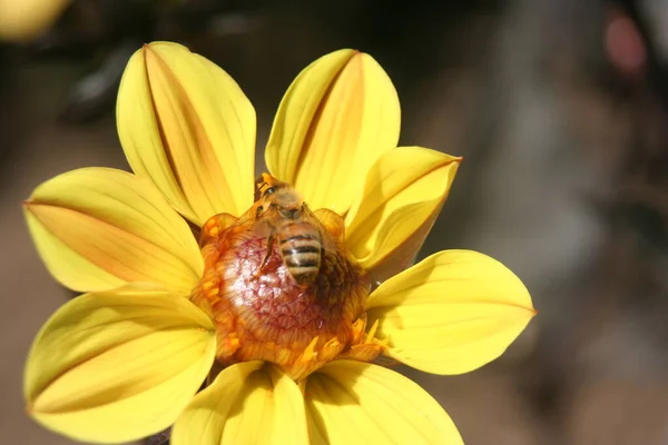 La importancia de los meliponarios en la biodiversidad