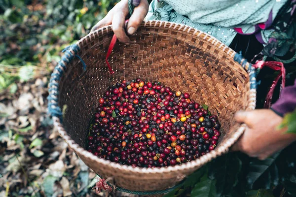 Rutas del café