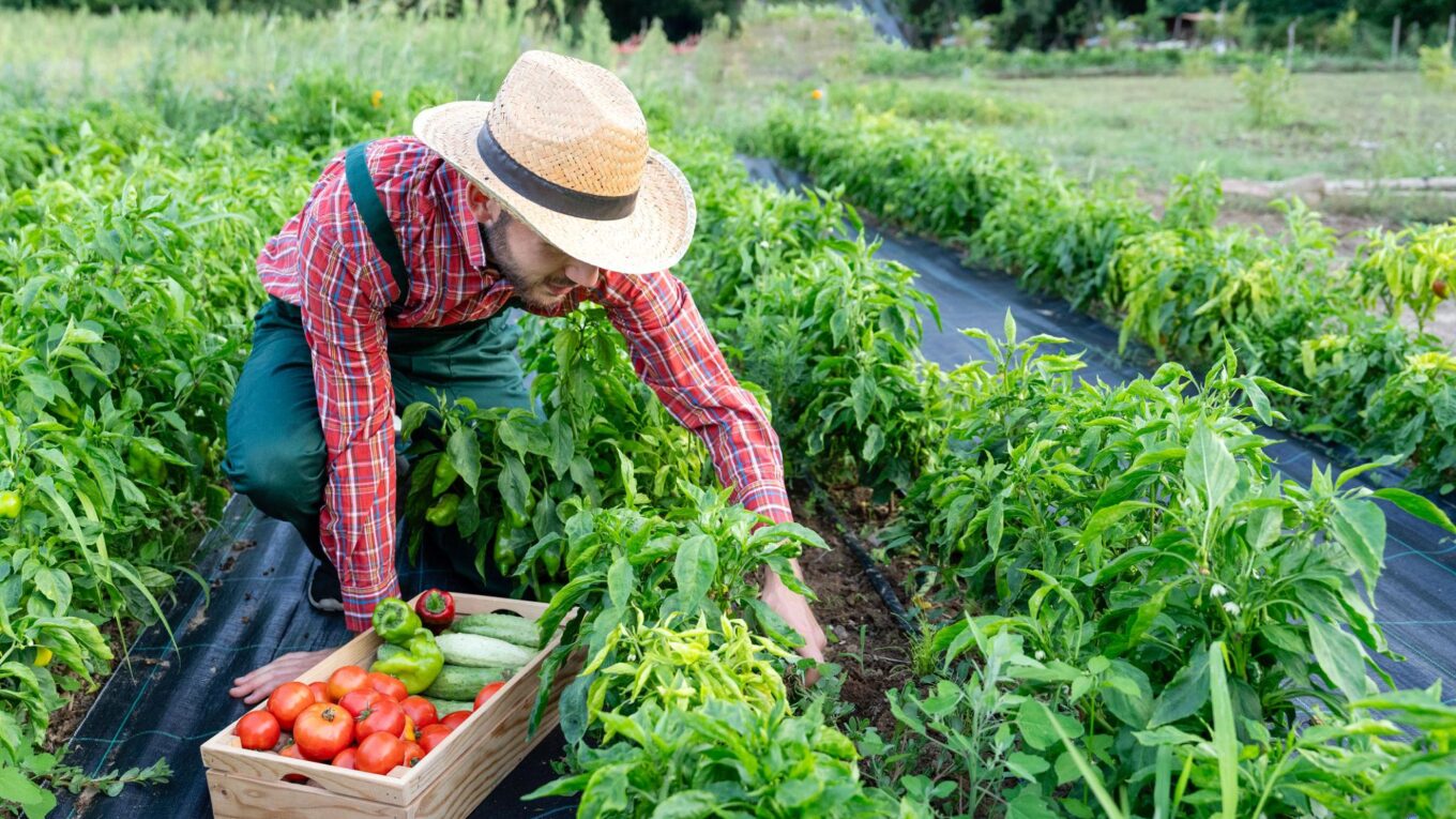 Agricultor recolectando productos frescos en un campo de cultivo como parte de la cadena alimentaria del campo a la mesa.